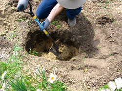 digging dirt