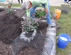 How to Winterize Roses